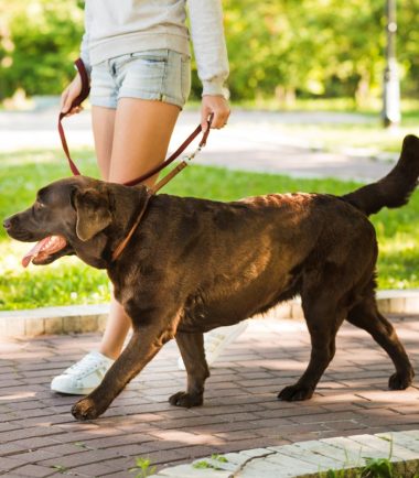 curso-pasear-a-mi-perro