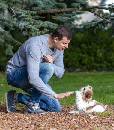 Video Tips de Adiestramiento Canino