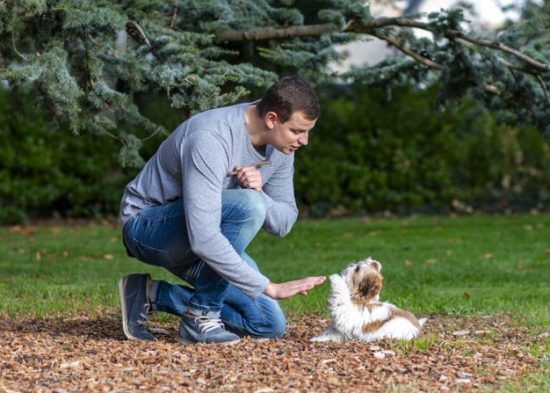 Video Tips de Adiestramiento Canino