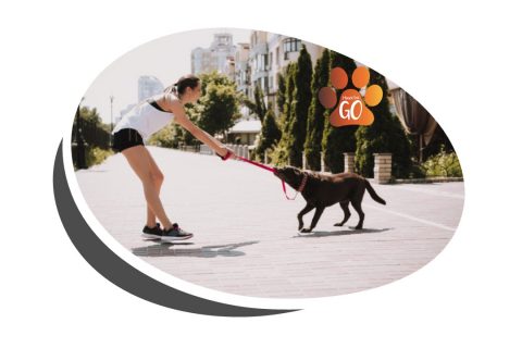 curso canino paseador de perros