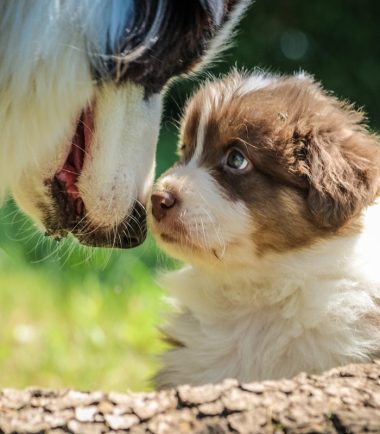 Etapas: cachorros, adultos y senior