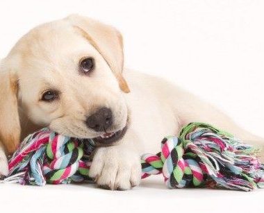 Video ¿Qué aspectos a considerar con un cachorro?