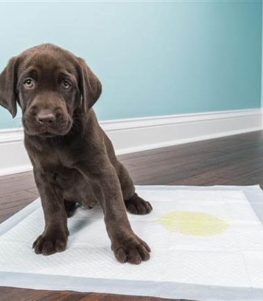 Video ¿Cómo enseñar a mi cachorro a ir al baño?