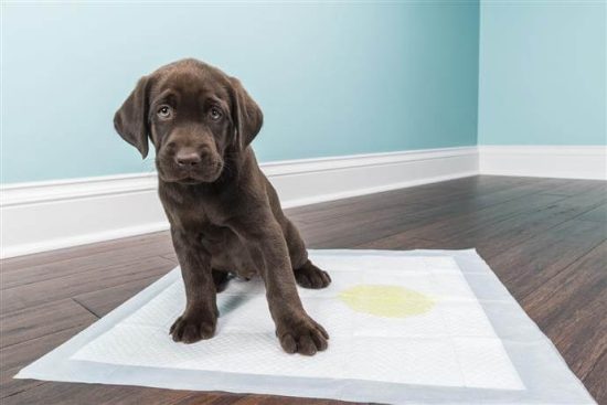 Video ¿Cómo enseñar a mi cachorro a ir al baño?