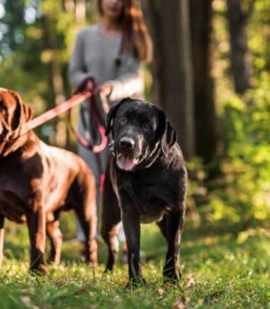 curso-paseador-perros