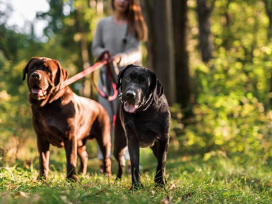 curso-paseador-perros