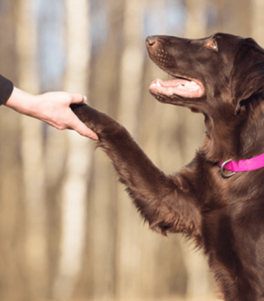 Video Técnicas Manejo Canino en Paseos
