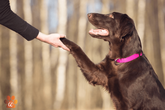 Video Técnicas Manejo Canino en Paseos
