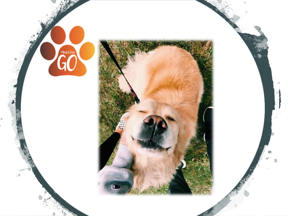 Curso Beneficios del ejercicio mental para las mascotas