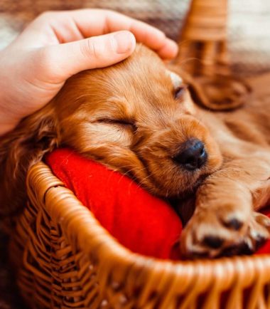 Video ¿Qué aspectos a considerar con un cachorro?