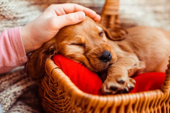 Video ¿Qué aspectos a considerar con un cachorro?