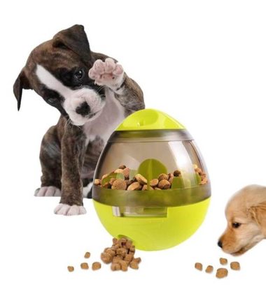 Video actividades para realizar con la mascota