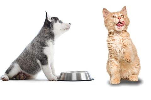 transición-alimento-mascotas-costa-rica