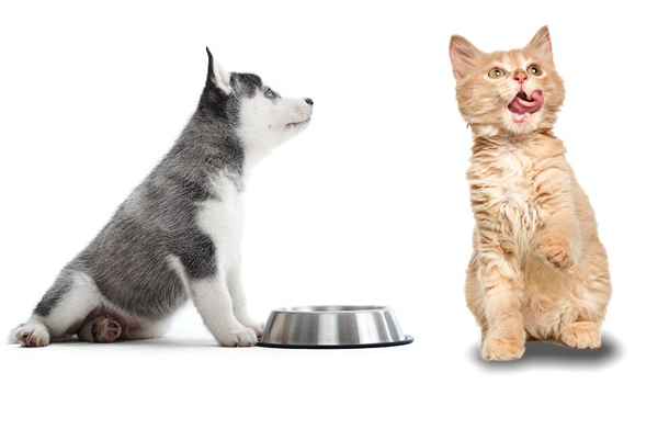transición-alimento-mascotas-costa-rica