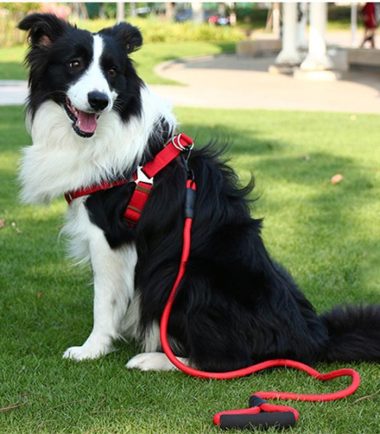 Curso Premium ¿Cómo brindar un paseo beneficioso a las mascotas?