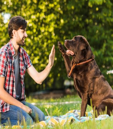 curso-canino-online-adiestramiento-básico
