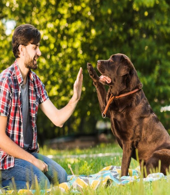 curso-canino-online-adiestramiento-básico