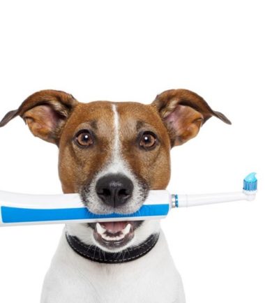 como-cepillo-dientes-perro