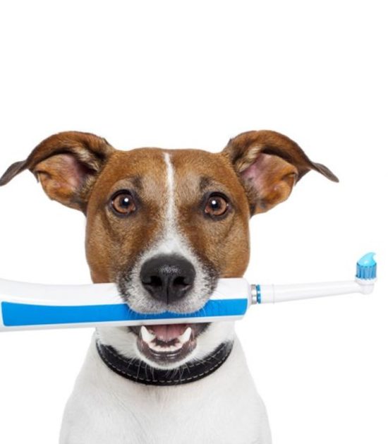 como-cepillo-dientes-perro