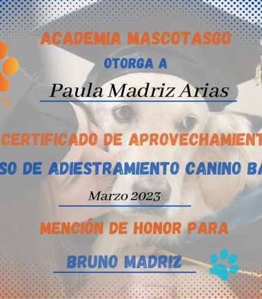 Adiestramiento-online-perros