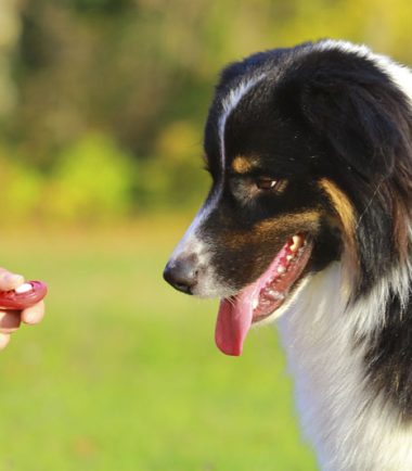 Curso Premium Adiestramiento Canino Nivel 1-2