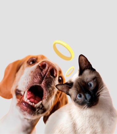 curso-preparación-para-la-muerte-de-mi-mascota
