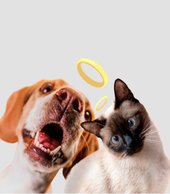curso-preparación-para-la-muerte-de-mi-mascota