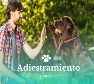 curso-online-adiestramiento-básico-canino