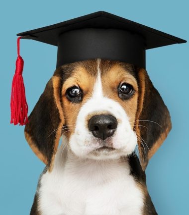 Academia-perros-online