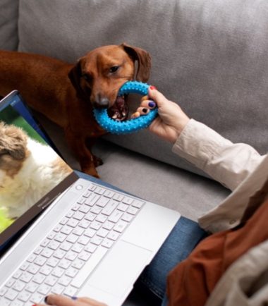 Educación-canina-online