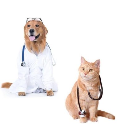 curso-cuidados-medicos-basicos-perro-gato-costa-rica