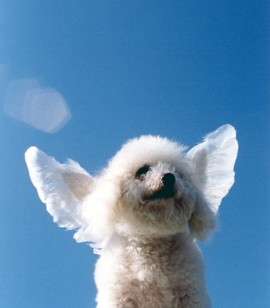 Beau,A,Bichon,Frise,Streches,His,Wings,While,Standing,Upon