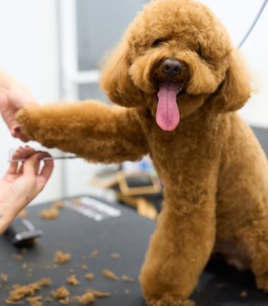 curso-groominíg-basico-perros
