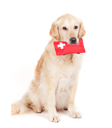 curso-virtual-emergencias-mascotas-colombia