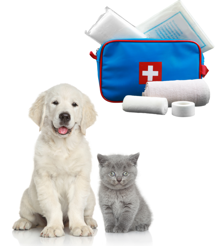 Curso-virtual-primeros-auxilios-mascotas curso-emergencias-mascotas-costa-rica