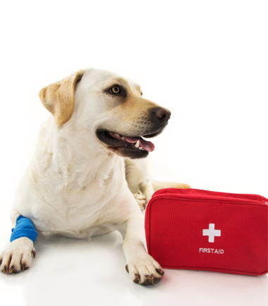curso-virtual-emergencias-mascotas-mexico